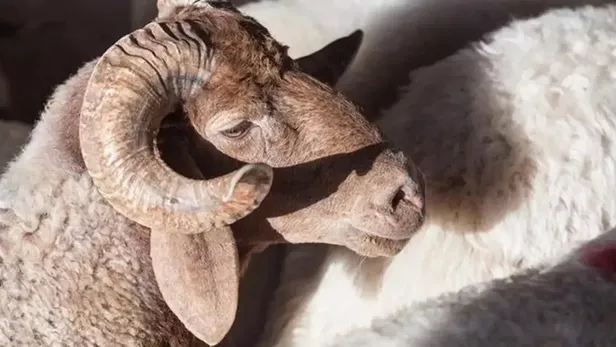 kurban-kesim-bedelleri-2023-diyanet-vekaletle-1684761998348.jpeg KURBAN KESİM BEDELLERİ 2023! Diyanet Kurbanlık fiyatları ne kadar, kaç TL oldu? Büyükbaş, küçükbaş: Koyun, keçi, sığır, kuzu...-4