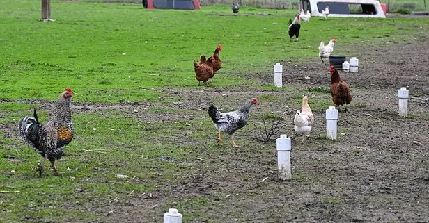 ABD’de kuş gribi alarmı: 650 çiftlik karantinada! New York’ta yumurta krizi
