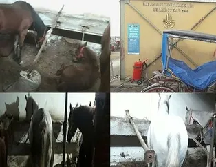 Büyükada’da karantinadaki atların hali yürek sızlattı!