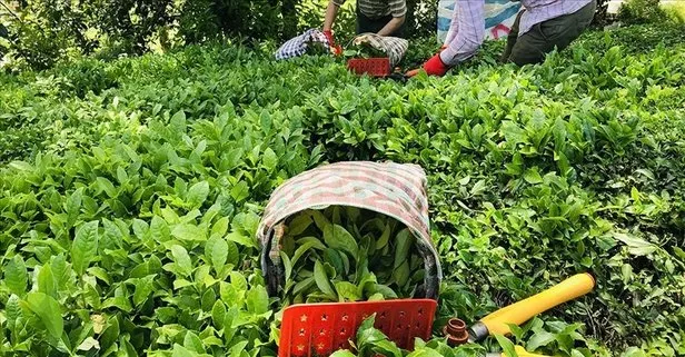 ÇAYKUR'dan çay alımına 50 kilogram kontenjan! Yarından itibaren başlıyor