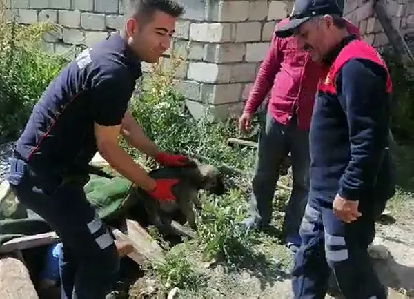 agrida-su-kuyusuna-dusen-kopek-yavrusunu-itfaiye-ekipleri-kurtardi-1594115243940.jpg Ağrı'da su kuyusuna düşen köpek yavrusunu itfaiye ekipleri kurtardı-3
