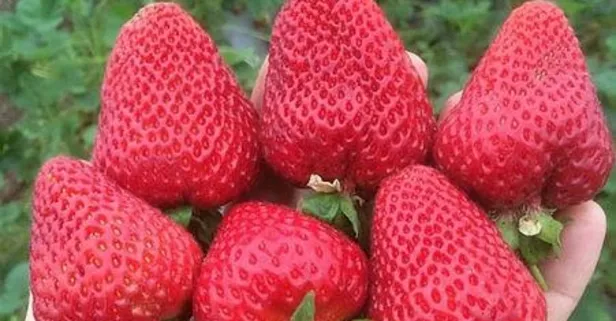 Rengine bak şifayı kap! Hangi renk gıdalar hangi hastalıklara iyi geliyor? İşte cevabı...