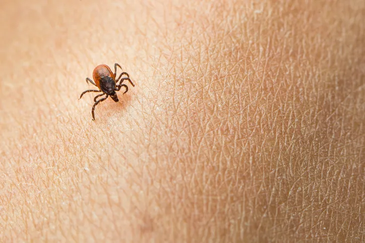 Lyme hastalığı nedir? AIDS'ten bile tehlikeli olan lyme hastalığı bulaşıcı mıdır? Lyme hastalığı tedavi edilebilir mi?  - 5
