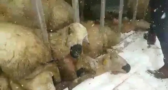 Sivas'ta feci olay! Gören oraya koştu...-3