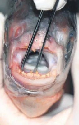 Seni gidi fındıkkıran