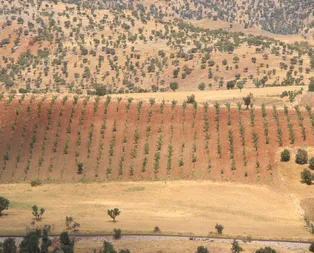 Bir dönem PKKnın yuvalandığı Gabar ve Cudi dağlarında artık terörist değil fıstık yetişiyor