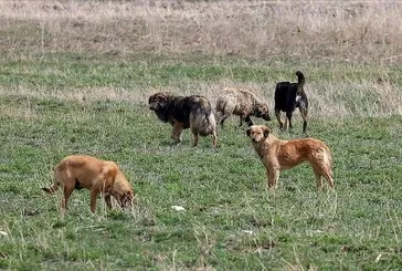 İçişleri’nden Halfeti’deki köpek saldırısına inceleme: Müfettiş görevlendirildi