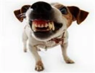 Köpeklerin Dünyası