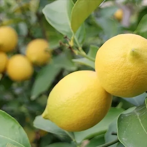 Ateşe limon sıkın