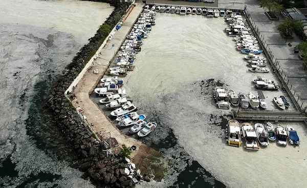 Marmara Denizi deniz salyası işgalinde! İşte müsilajdan kurtulmanın 4 maddelik reçetesi!-8