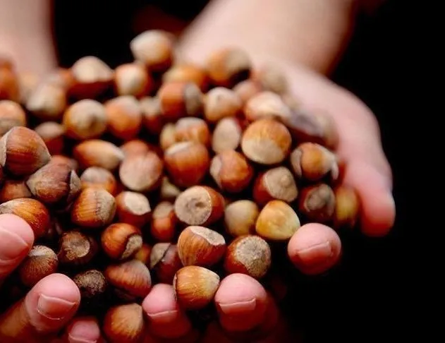 25 Şubat 2021 fındık fiyatları: Fındık fiyatları ne kadar?