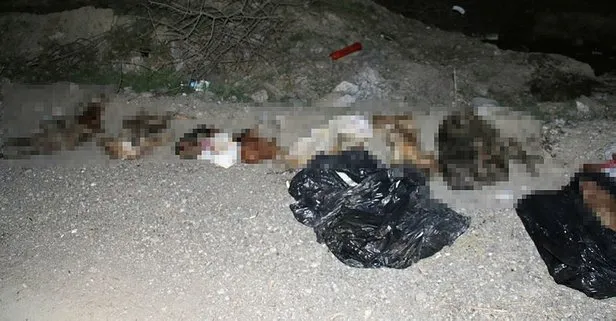 Ankara’da İmrahor Deresi yatağında damar yolu açılmış 30 köpek ölüsü bulundu