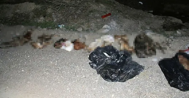 Ankara'da 30 köpek ölüsü bulundu