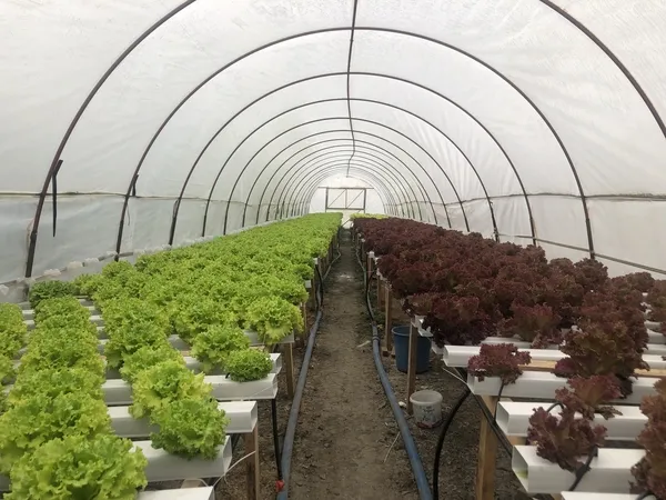 en-az-28-bin-tl-kazanmak-mumkun-istanbulda-memurluktan-istifa-eden-suleyman-dal-adana-kozanda-topraksiz-marul-1643630550425.jpg En az 28 bin TL kazanmak mümkün! İstanbul'da memurluktan istifa eden Süleyman Dal Adana Kozan'da topraksız marul üretimine başladı-8