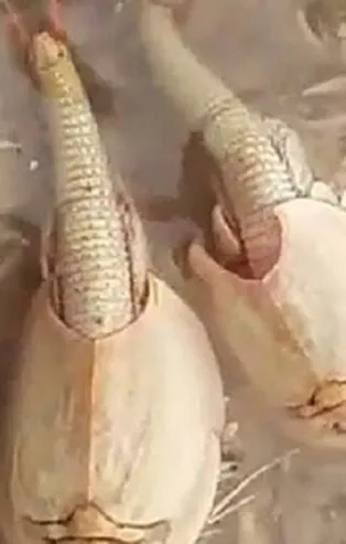 İran'da bulundu! Tam 200 milyon yıldır yaşıyor