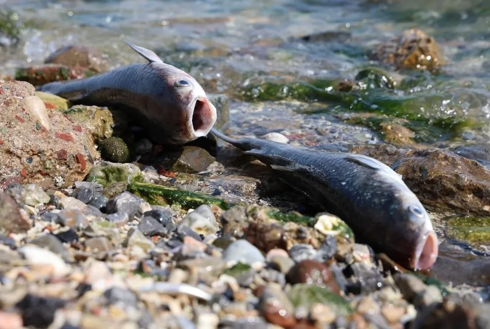 İzmir Körfezi’ndeki toplu balık ölümleri için Bilim Kurulu!