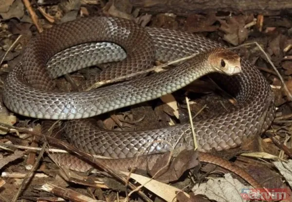 Rüyada evde kahverengi yılan görmenin anlamı ve yorumu nedir? Rüyada kahverengi yılan görmek ne anlama gelir, neye işarettir? - 7