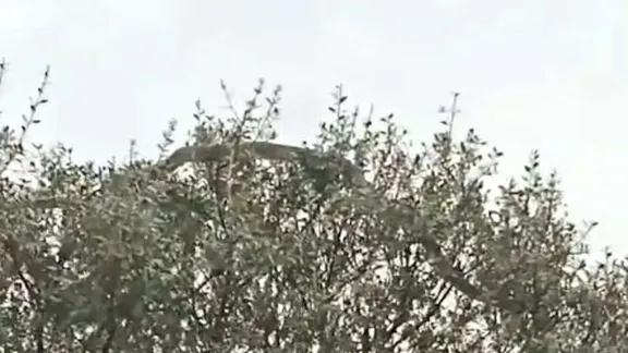 Dev yılan kamerada! Yer: Çanakkale