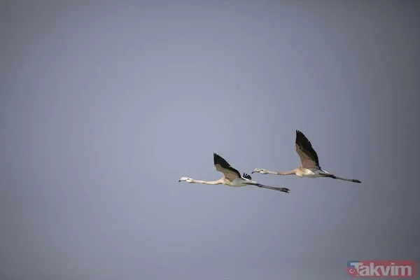 Minik allı turnalar (flamingolar) uçmayı İzmir Kuş Cenneti'ndeki doğal kreşte öğreniyorlar - 10