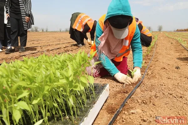 Önemli adım! Şanlıurfa yerli tohumlarla kendi biberini üretiyor - 6