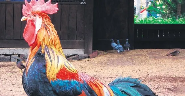 Bu cezayı ’öt’emem!