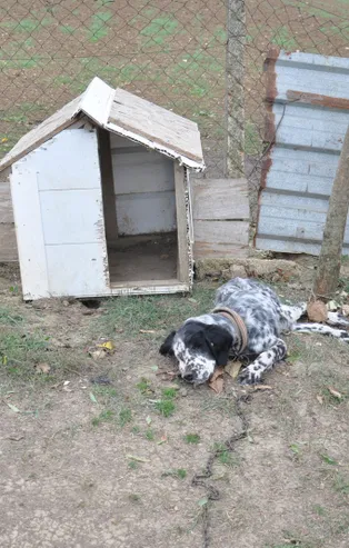 Önce köpekleri zehirlediler sonra da...