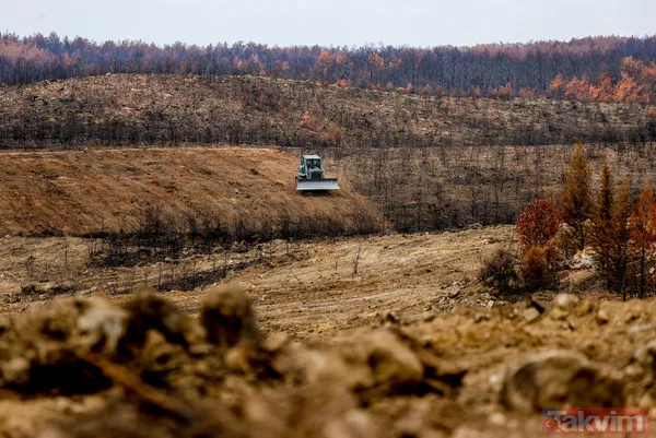 Yanan ormanlar ne olacak? Ağaçlandırma çalışması sonbaharda başlayacak - 15