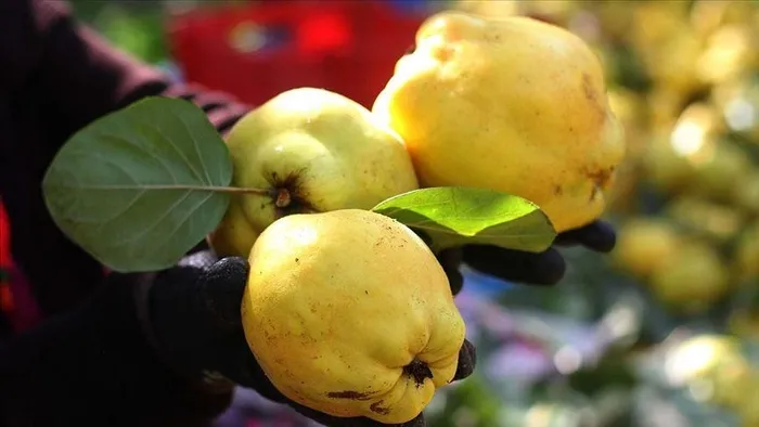 Kansere zerdeçal bağışıklığa sarımsak! İşte soğuk havalarda hastalıktan korunmak için tüketilmesi gereken besinler...-4