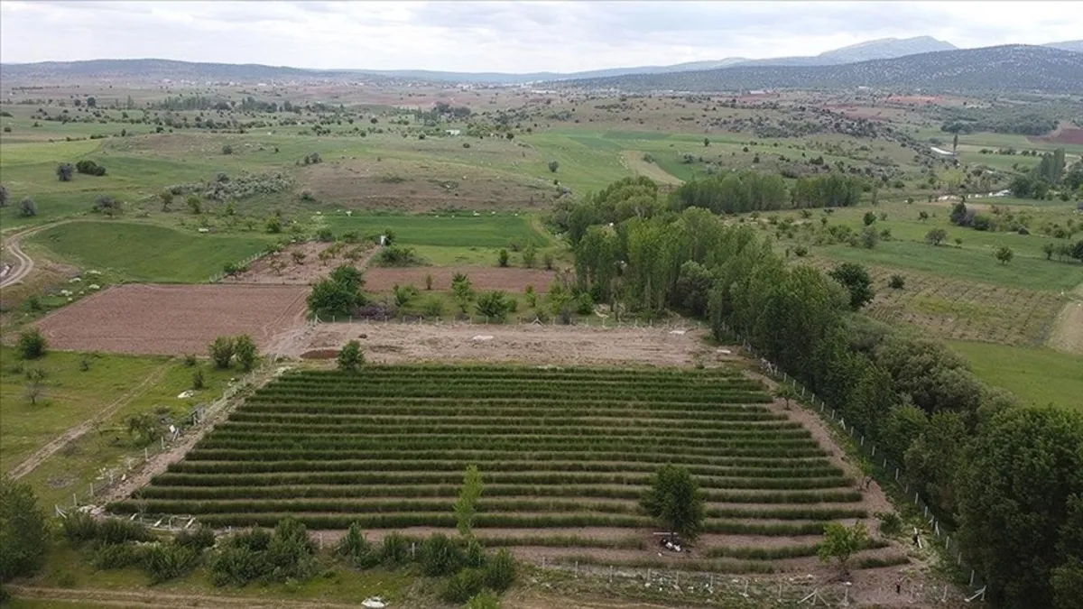Kuşkonmaz vücuda iyi geliyor