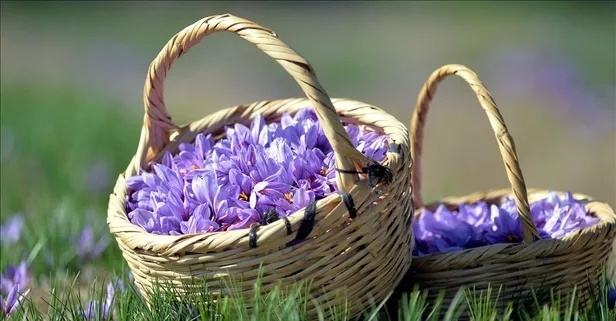 C vitamini deposu safran nelere iyi gelir?