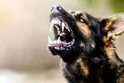 Sahipsiz köpekler 6 ay içinde barınaklara toplanacak: "Görevini yapmayan belediyelere acımak yok"