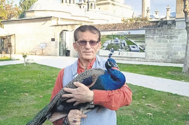 Sultan 2'nci Bayezid Külliyesi ve Sağlık Müzesi'ndeki tavus kuşu ziyaretçilerin maskotu oldu | Yurttan ve dünyadan haberlera