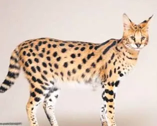 22 bin dolarlık kedi