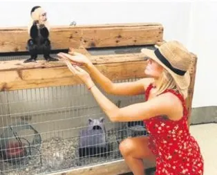 Maymun yüz vermedi  Hollywood dedikoduları