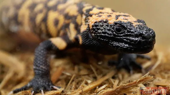 Yer yerinden oynayacak... Baba Vanga'nın kan donduran Türkiye ve dünya kehanetleri! - 19