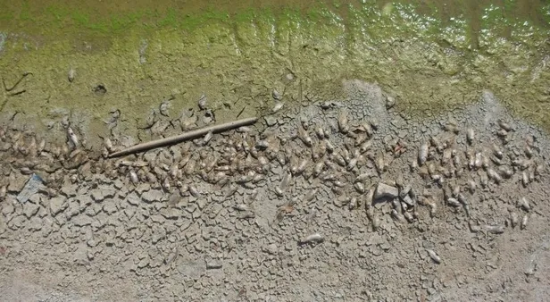 izmirin-simge-projesi-denmisti-goletlerde-baliklar-kirlilik-nedeniyle-oldu-1602144380956.jpg İzmir'in 'Simge projesi' denmişti! Göletlerde balıklar, kirlilik nedeniyle öldü-2