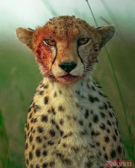 Kaplan akşam yemeği için ayıyı seçti fakat... Vahşi doğada Kaplan ile ayının şoke eden kavgası kapışması! - 16