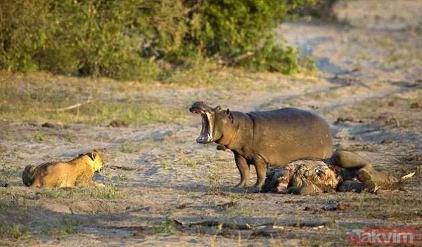 Yılan evcil köpeğe saldırdı! Dehşet dolu anlar... - 12