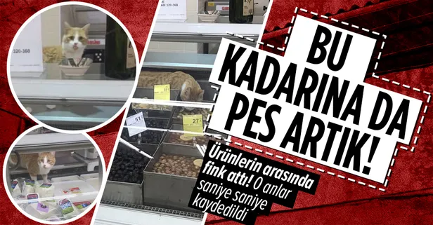 Markette kedi rezaleti! Şarküteri reyonunda fink attı! O anlar saniye saniye kaydedildi
