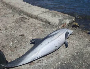 Didim’de ölü yunus kıyıya vurdu