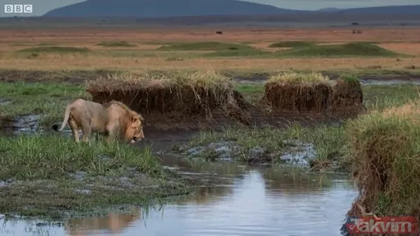 Cesur aslan onlarca sırtlanın arasında girdi! Vahşi doğada şoke eden kare! Sonrasında ise kaçınılmaz ölüm - 4