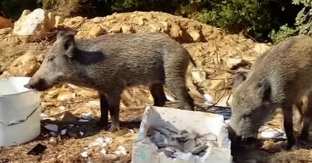Muğla Bodrum'da korkunç olay! İlçeyi sardılar...-1