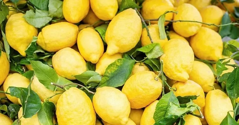 yatarken-bas-ucuna-limon-koyanlar-faydasini-say-say-bitiremiyor-her-derde-deva-1706778181745.jpg Her derde deva! Yatarken baş ucuna limon koyan faydasını say say bitiremiyor-2