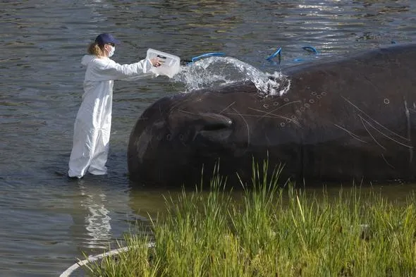 Madrid'de nehir kıyısında İspermeçet balinası görenleri şaşırttı - 3