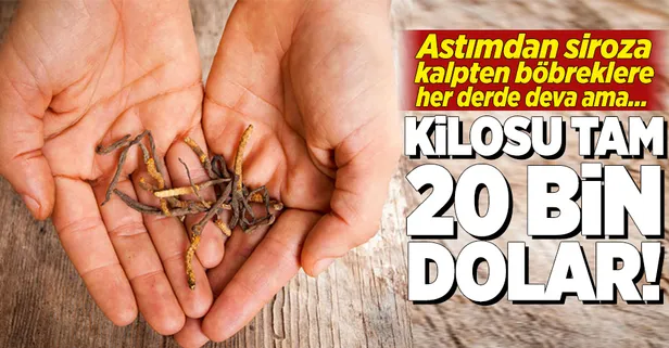 Birçok hastalığın çaresi ama kilosu tam 20 bin dolar!-1