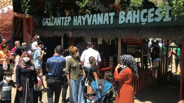 Hayvanat bahçesinde panik! Bakıcısını yaralayan aslan kaçtı-2