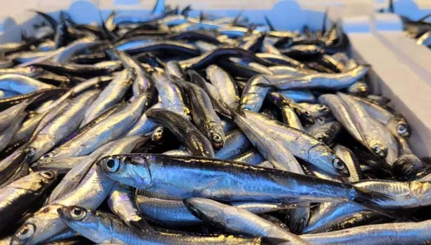 balik-fiyatlari-ne-kadar-oldu-guncel-balik-fiyatlari-2021-levrek-hamsi-istavrit-somon-mezgit-cinekop-cupra-alabalik-1638502770334.jpg Balık fiyatları ne kadar oldu? Güncel balık fiyatları 2021 Levrek, hamsi, istavrit, somon, mezgit, çinekop, çupra, alabalık...-3