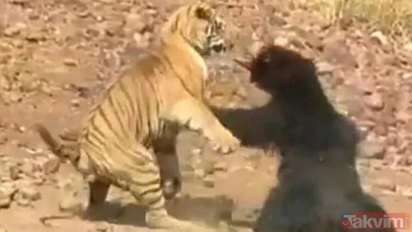 Kaplan akşam yemeği için ayıyı seçti fakat... Vahşi doğada Kaplan ile ayının şoke eden kavgası kapışması! - 2