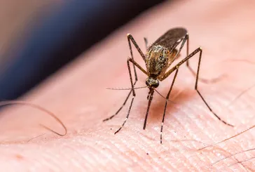 Sivrisinekler bu kokuları alınca anında evinizden kaçacak! Tek malzemeyle kimyasal olmadan korunun