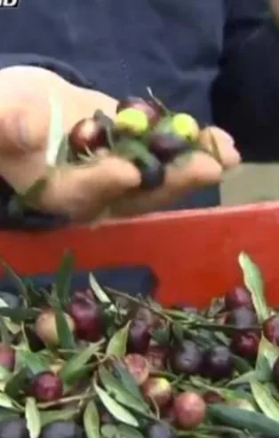 Zeytindeki bu hileye dikkat! Gıda teröristleri ayakkabı boyası bile kullanmış
